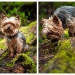 A spit image of a small dog posing on a mossy log.