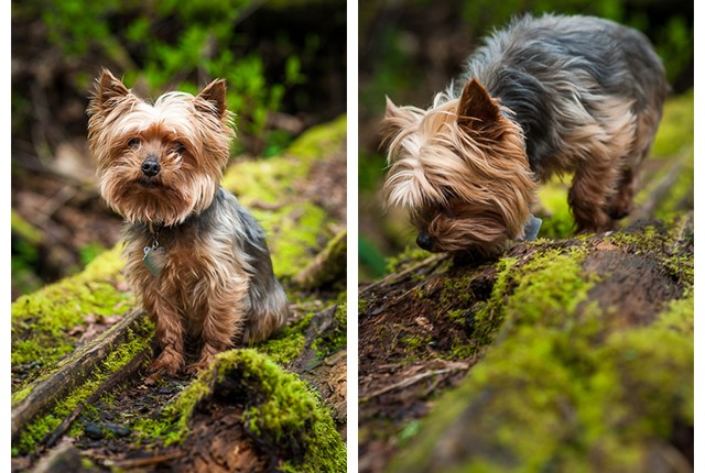 A spit image of a small dog posing on a mossy log.