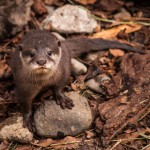 Young otter looks at the camera.