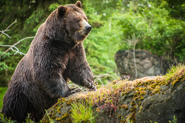 A male Grizzly bear climbs a rock.