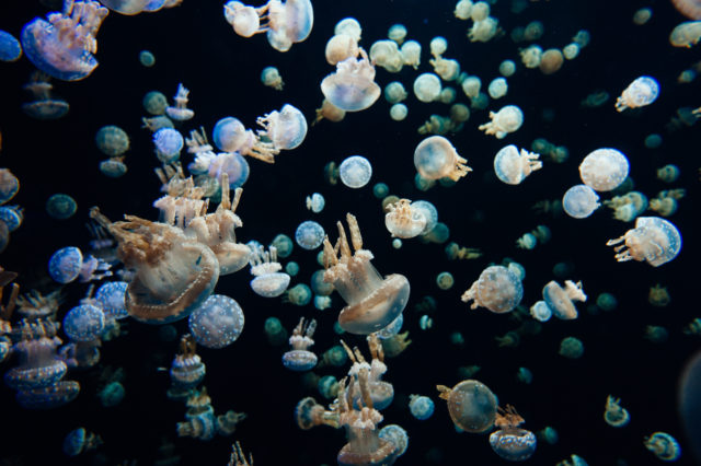 jellyfish-at-the-aquarium